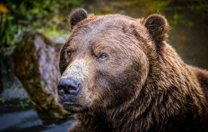 Anchorage 2023 bear